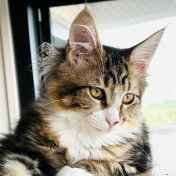 メインクーン【神奈川県・女の子・2022年4月4日・ブラウンパッチドタビー&ホワイト】の写真「優しいぽわんとした女の子❤️」