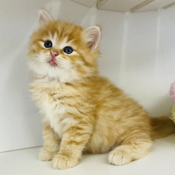 サイベリアン【神奈川県・男の子・2024年6月20日・レッドタビー】の写真「🐾🐈‍⬛サマーフェア開催中🐈‍⬛🐾」
