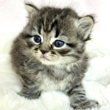 サイベリアン【神奈川県・男の子・2024年4月2日・ブラウンタビー】の写真「ぽてんっとしたBIGBOY🐾」