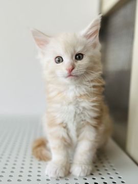 メインクーン【神奈川県・男の子・2022年3月29日・カメオクラッシックタビー】の写真「行動派な男の子🐈‍⬛」