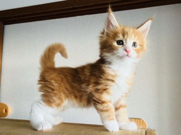 メインクーン【神奈川県・男の子・2022年3月29日・レッドタビー&ホワイト】の写真「慎重派な男の子🐈‍⬛」