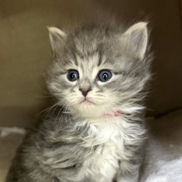 サイベリアン【神奈川県・男の子・2024年2月8日・ブルータビー&ホワイト】の写真「ぽてんとしたまんまるなパパ似の男の子です♪」