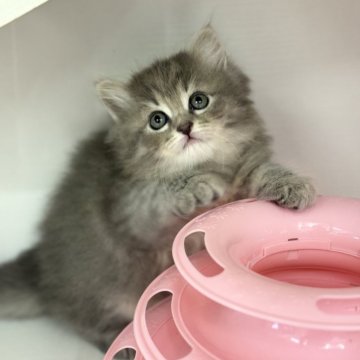 サイベリアン【神奈川県・女の子・2024年2月14日・ブルータビー】の写真「白熊さんみたいに愛くるしい子です🐈‍⬛」