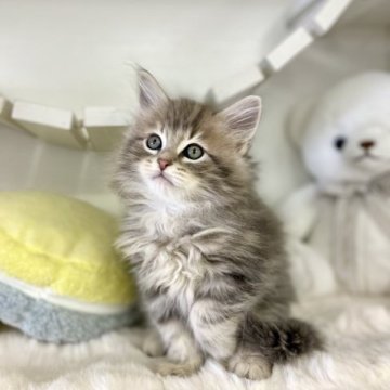 サイベリアン【神奈川県・男の子・2023年10月2日・ブルークラッシックタビー】の写真「のんびりマイペースな可愛い子🎶」