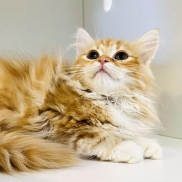 サイベリアン【神奈川県・男の子・2022年6月18日・レッドクラッシックタビー&ホワイト】の写真「おっとりな優しい子🐈‍⬛」