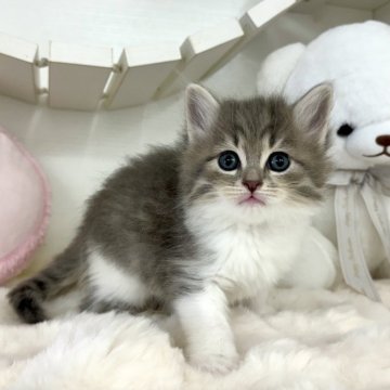 サイベリアン【神奈川県・男の子・2024年3月13日・ブルータビー&ホワイト】の写真「おっとりとした男の子🐾」