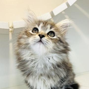 サイベリアン【神奈川県・女の子・2022年7月20日・シルバータビー&ホワイト】の写真「元気いっぱいで優しい子❤️」