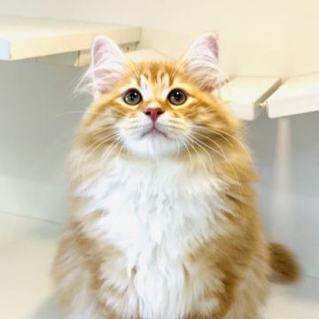 サイベリアン【神奈川県・男の子・2022年6月1日・レッドタビー&ホワイトホワイト】の写真「どっでぇーんとBIGな男の子🐈‍⬛」