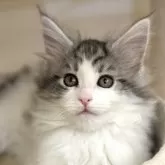 メインクーン【神奈川県・女の子・2024年1月8日・シルバータビー&ホワイト】の写真1