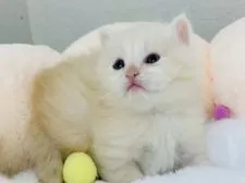 サイベリアン【神奈川県・男の子・2021年3月14日・クリームカメオタビー&ホワイト】の写真1