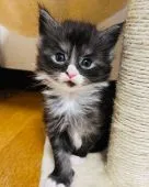 メインクーン【神奈川県・男の子・2022年4月2日・ブラックスモークタビー&ホワイト】の写真1