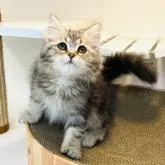 サイベリアン【神奈川県・女の子・2022年5月28日・ブルータビー&ホワイト】の写真1