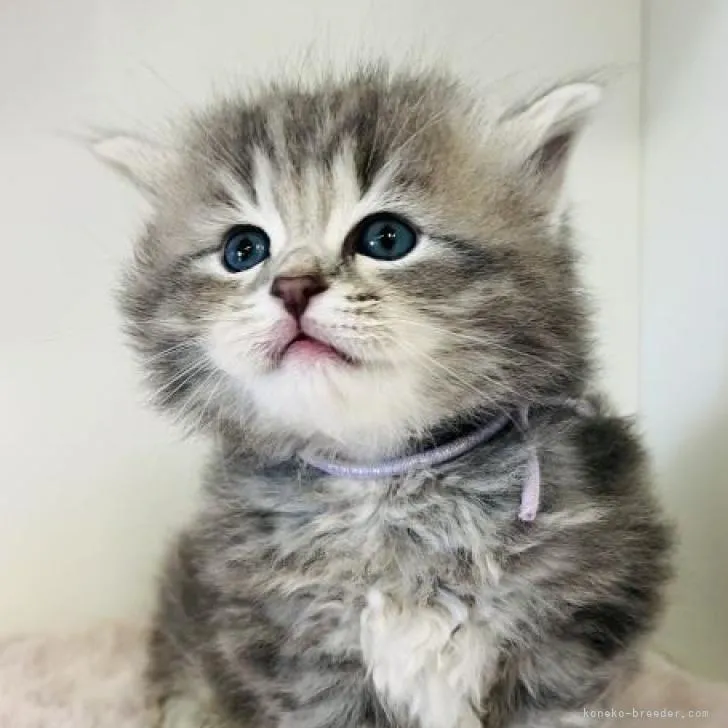 ID:2211-01094の子猫