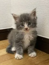 メインクーン【神奈川県・男の子・2020年7月10日・ブルータビー&ホワイト】の写真2