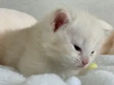 サイベリアン【神奈川県・男の子・2021年3月14日・クリームカメオタビー&ホワイト】の写真2