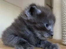 メインクーン【神奈川県・男の子・2020年8月16日・ブラックスモーク】の写真2「ちょっと生意気ぃ〜笑」