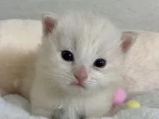 サイベリアン【神奈川県・男の子・2021年3月14日・クリームカメオタビー&ホワイト】の写真3