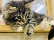 サイベリアン【神奈川県・男の子・2021年7月5日・ブラウンタビー&ホワイト】の写真3