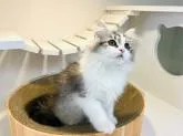 サイベリアン【神奈川県・男の子・2022年5月28日・ブルータビー&ホワイト】の写真4