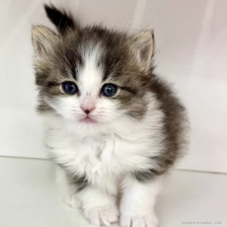 ID：2501-00790の子猫