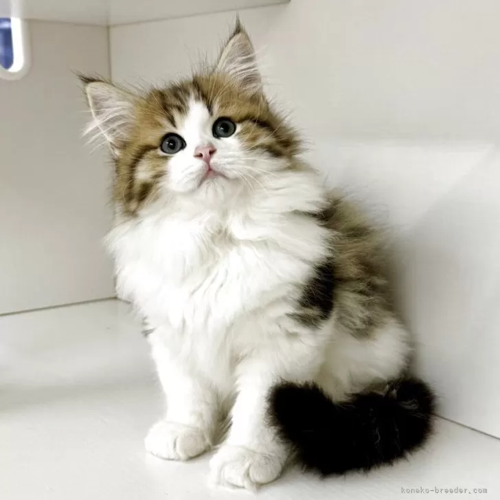 薄力粉 様のお迎えした子猫