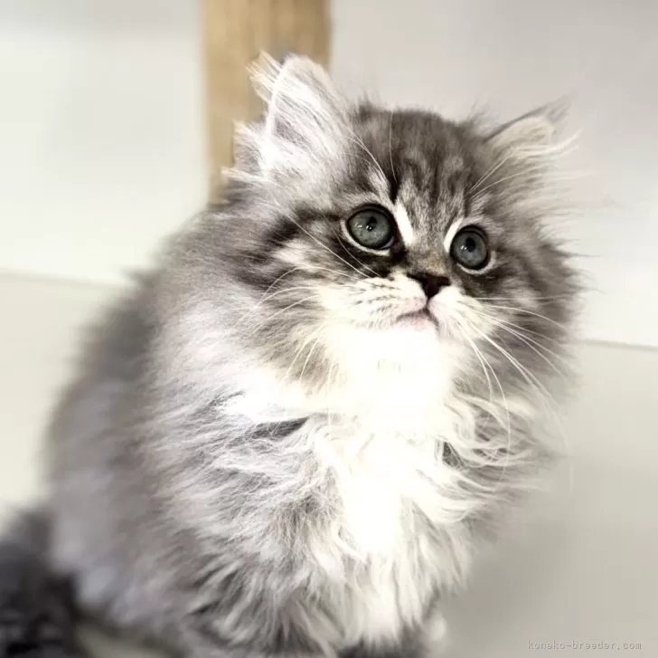 ID:2502-00823の子猫