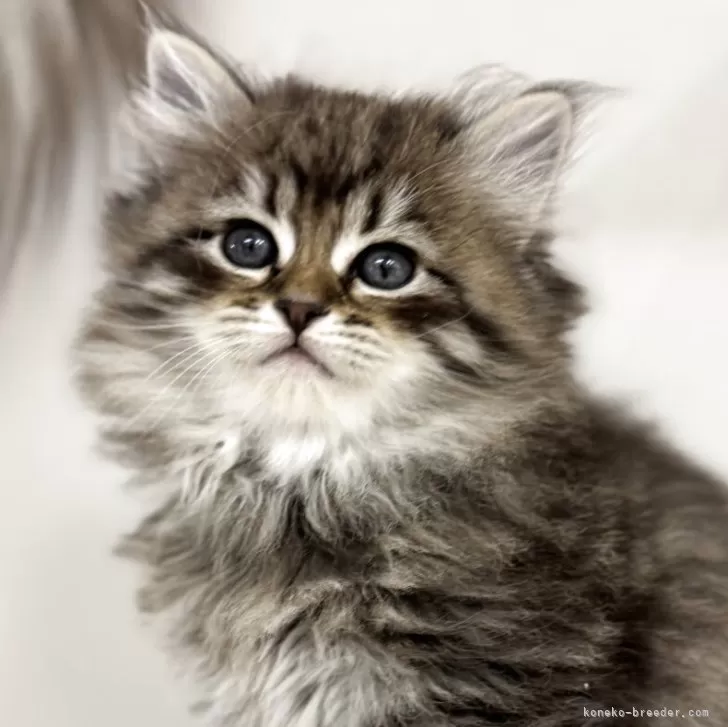 サイベリアン【神奈川県・男の子・2025年10月15日・ブラウンタビー】の写真1