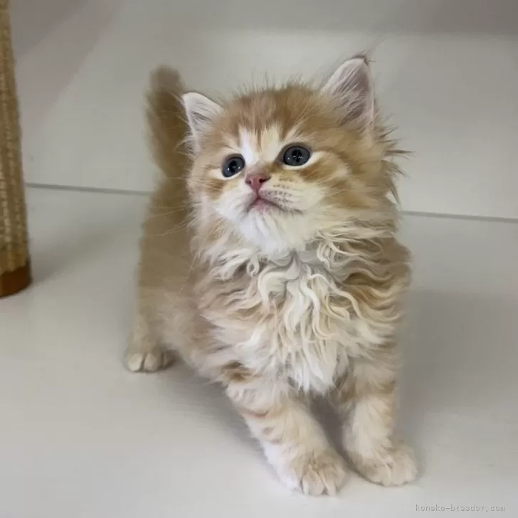 ID:2505-00020の子猫