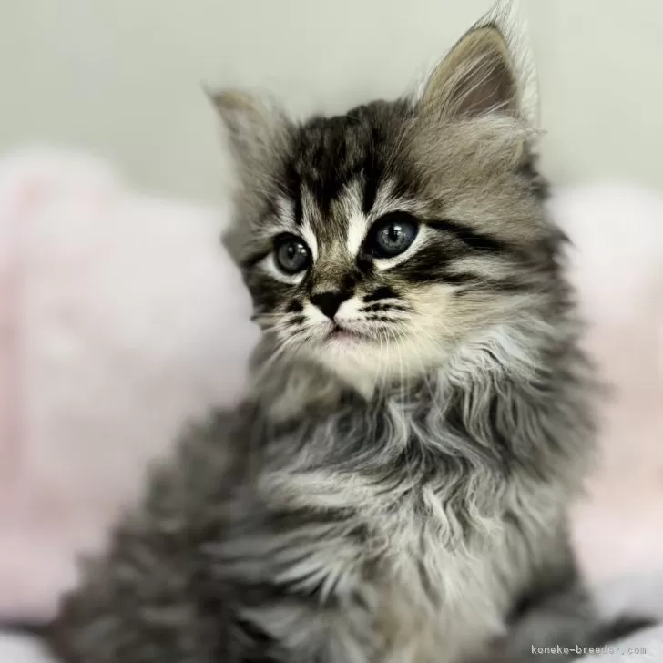 サイベリアン【神奈川県・男の子・2025年9月29日・ブラウンタビー】の写真1