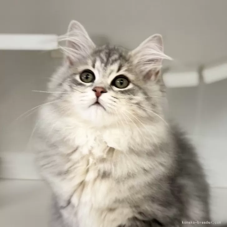 ID：2508-00589の子猫