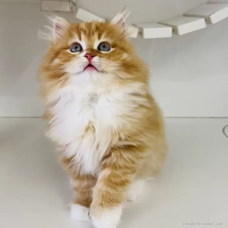 ID：2509-02454の子猫