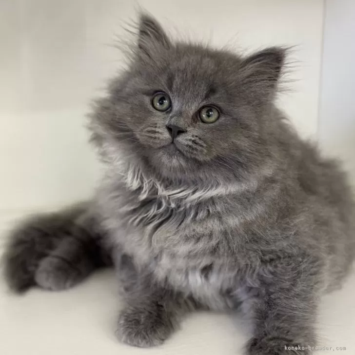 サイベリアン【神奈川県・女の子・2025年8月7日・ブルースモーク】の写真1