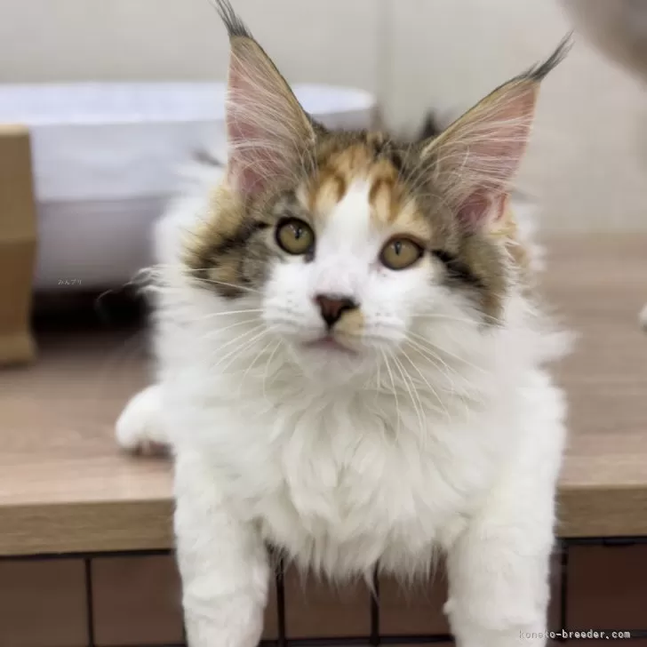 ID:2410-01367の子猫