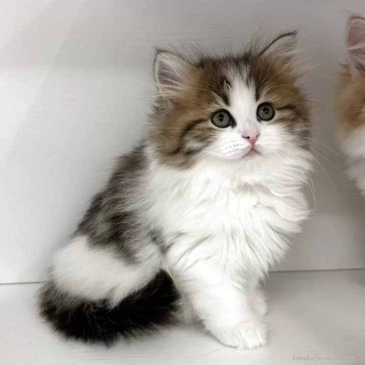 アンミー 様のお迎えした子猫