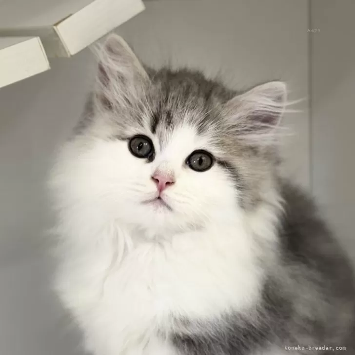 ID：2508-00832の子猫