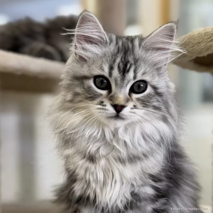 サイベリアン【神奈川県・女の子・2025年9月29日・シルバータビー】の写真1