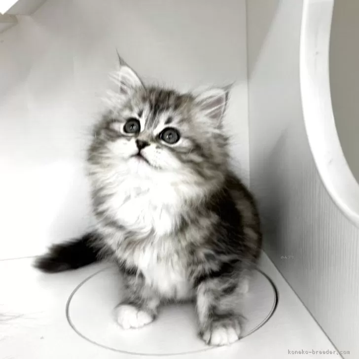 ID:2504-01037の子猫