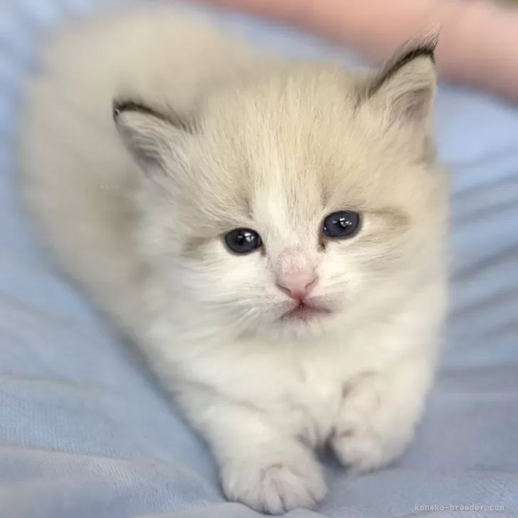 エリ 様のお迎えした子猫