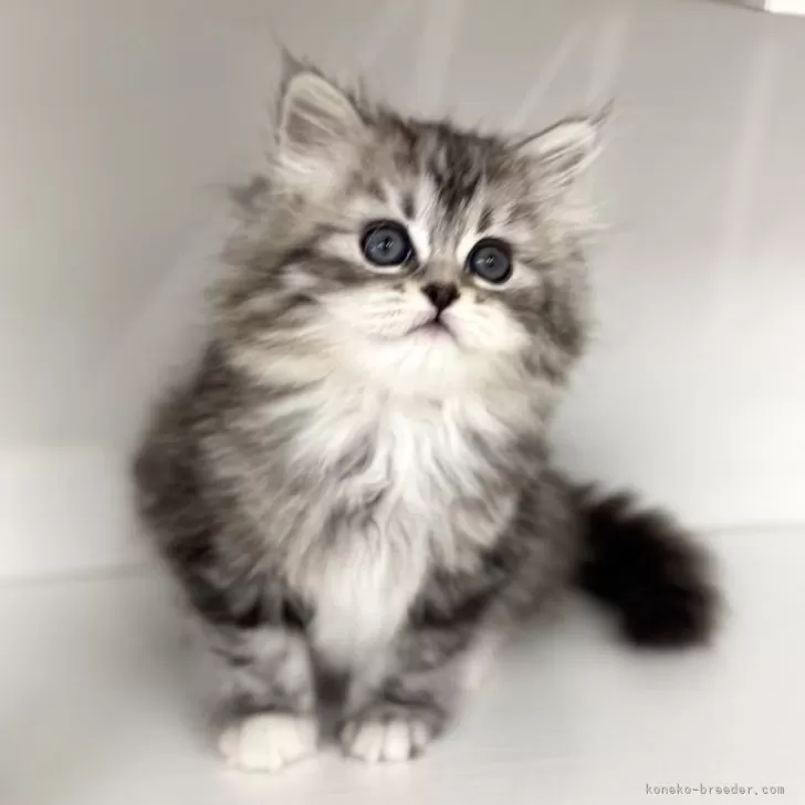 ID:2503-01134の子猫