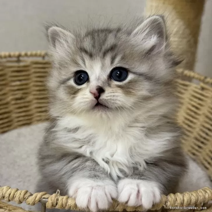 A.S 様のお迎えした子猫