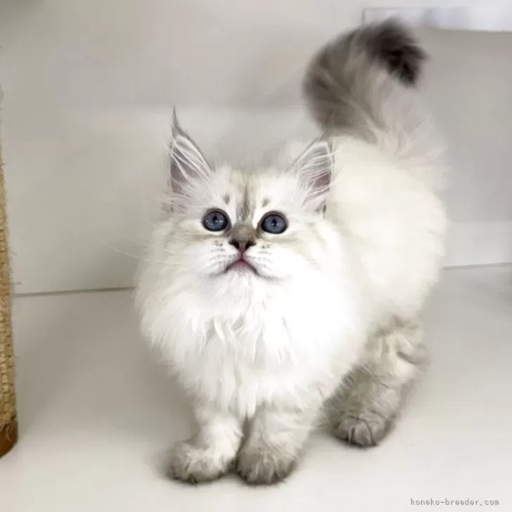 ID：2507-03171の子猫