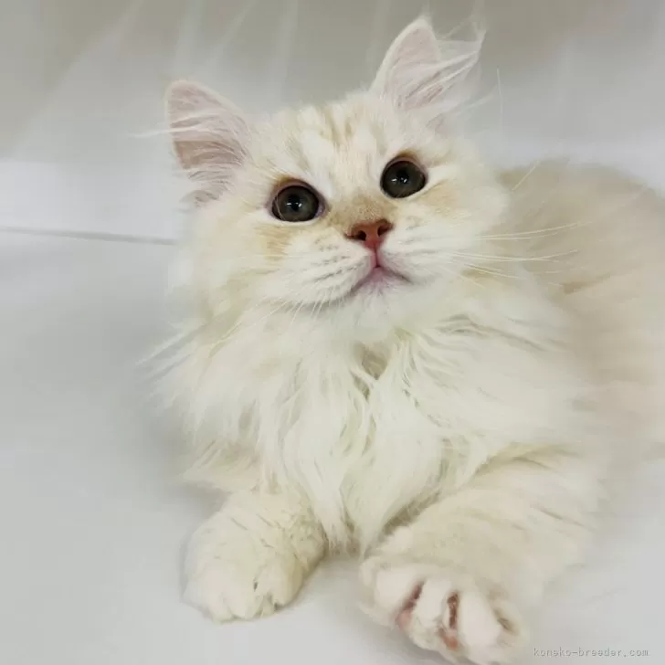 サイベリアン【神奈川県・男の子・2025年8月10日・カメオタビー】の写真1