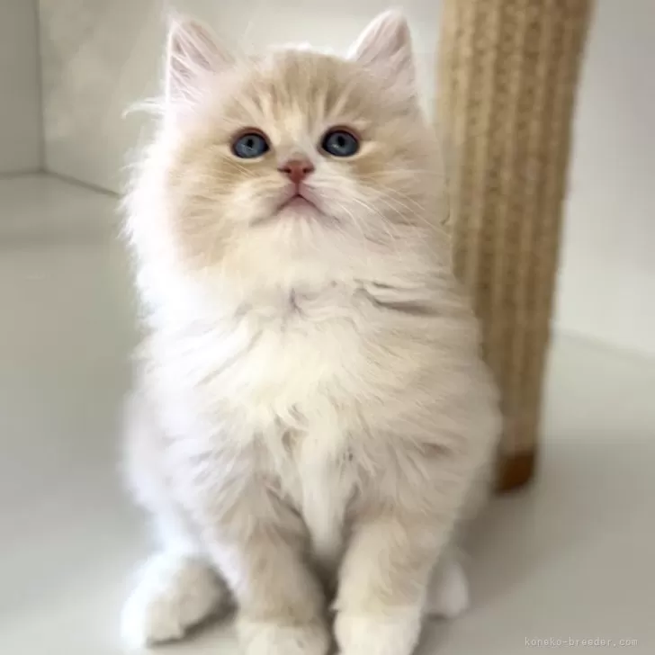 ID：2502-01943の子猫