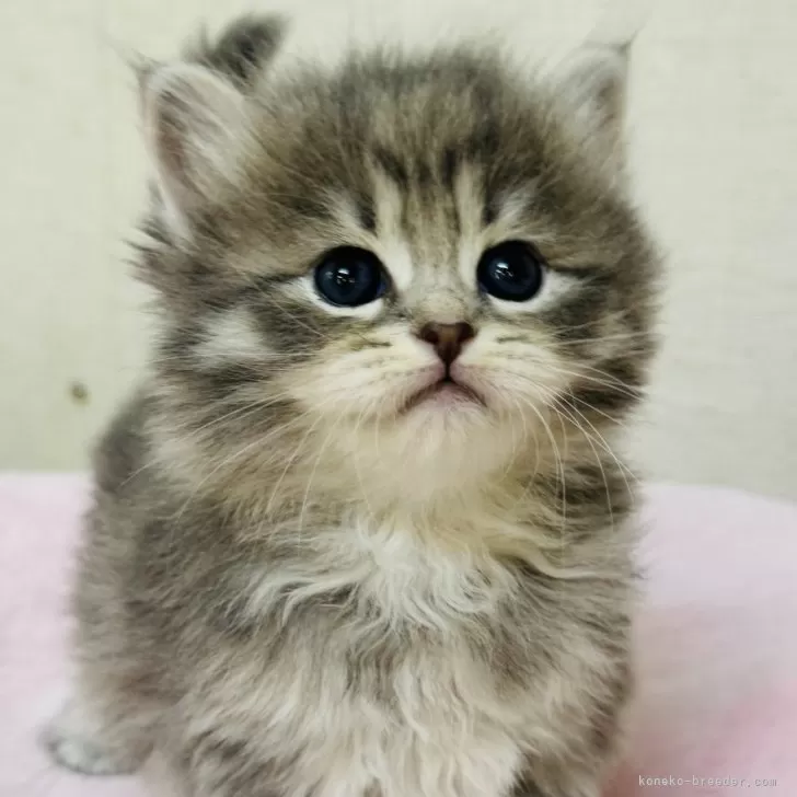 サイベリアン【神奈川県・女の子・2025年10月15日・ブルータビー】の写真1