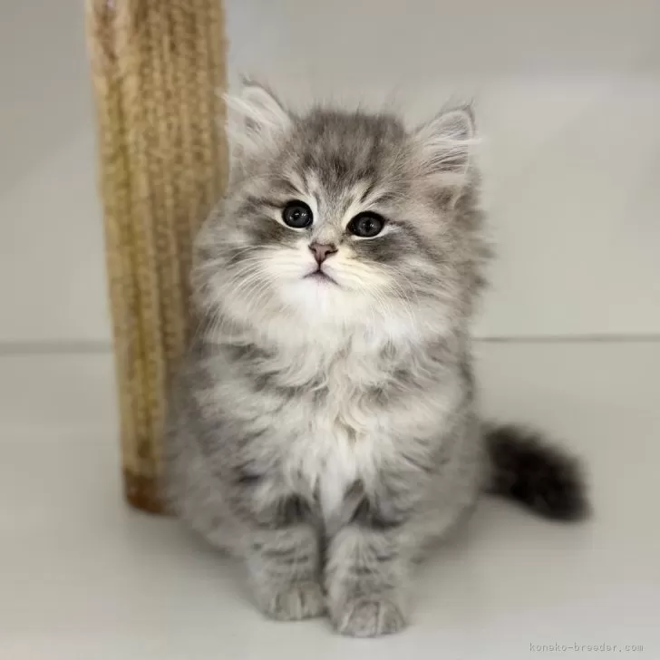 ID：2508-00579の子猫