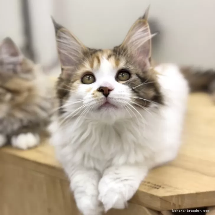 ID：2410-00924の子猫