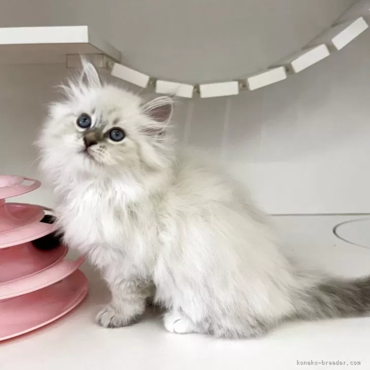 ID：2507-00070の子猫