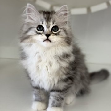 サイベリアン【神奈川県・男の子・2025年8月10日・シルバータビー&ホワイト】の写真「探検家な男の子🐈‍⬛」