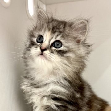 サイベリアン【神奈川県・女の子・2025年10月15日・シルバーパッチドタビー&ホワイト】の写真「まんまるおめめの、ふんわりプリンセス👑」