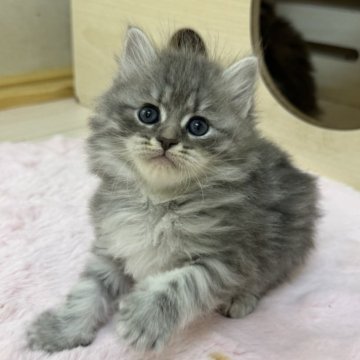 サイベリアン【神奈川県・女の子・2025年10月15日・ブルータビー】の写真「のんびりマイペースな女の子🩷」